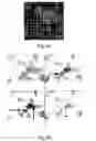 Fig. 03 - Use of relaxin as adjuvant in the differentiation of stem cells for the reconstruction of tissues