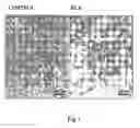 Fig. 04 - Use of relaxin as adjuvant in the differentiation of stem cells for the reconstruction of tissues
