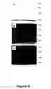 Fig. 06 - Compounds useful in inhibiting vascular leakage, inflammation and fibrosis and methods of making and using same
