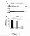 Fig. 15 - Compounds useful in inhibiting vascular leakage, inflammation and fibrosis and methods of making and using same