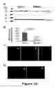 Fig. 16 - Compounds useful in inhibiting vascular leakage, inflammation and fibrosis and methods of making and using same