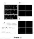 Fig. 18 - Compounds useful in inhibiting vascular leakage, inflammation and fibrosis and methods of making and using same