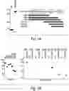 Fig. 02 - Anti-inflammatory compounds and uses thereof
