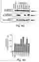 Fig. 09 - Anti-inflammatory compounds and uses thereof