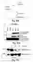 Fig. 22 - Anti-inflammatory compounds and uses thereof