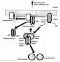 Fig. 01 - Alkyl peptide amides and applications