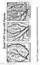 Fig. 07 - Compositions and methods for promoting myocardial and peripheral angiogenesis