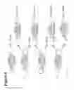 Fig. 07 - RNA interference mediated inhibition of interleukin and interleukin receptor gene expression using short interfering nucleic acid (SINA)