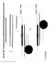 Fig. 24 - RNA interference mediated inhibition of interleukin and interleukin receptor gene expression using short interfering nucleic acid (SINA)
