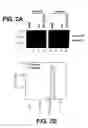 Fig. 03 - Inhibitors of interleukin-1beta converting enzyme
