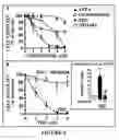 Fig. 06 - CB2 receptors blocks accumulation of human hepatic myofibroblasts: a novel artifibrogenic pathway in the liver