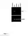 Fig. 14 - Novel treatment for pathologies associated with oxidative damage