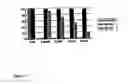 Fig. 15 - Novel treatment for pathologies associated with oxidative damage