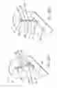Fig. 15 - Distal wire stop