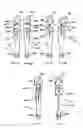 Fig. 20 - Methods and apparatus for endovascularly replacing a heart valve