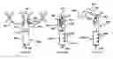Fig. 45 - Methods and apparatus for endovascularly replacing a heart valve