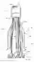 Fig. 52 - Methods and apparatus for endovascularly replacing a heart valve