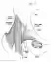 Fig. 02 - One piece snap fit acetabular cup
