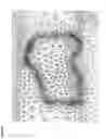 Fig. 37 - Deterministic computation of radiation doses delivered to tissues and organs of a living organism