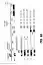 Fig. 06 - RhPV as a model for HPV-induced cancers