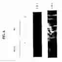 Fig. 09 - Animals and cells containing a mutated alpha2delta gene