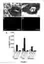 Fig. 03 - Mouse models for studying and treating hepatocellular and gastrointestinal tumors