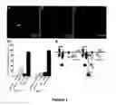 Fig. 04 - Mouse models for studying and treating hepatocellular and gastrointestinal tumors