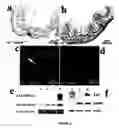 Fig. 07 - Mouse models for studying and treating hepatocellular and gastrointestinal tumors