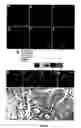 Fig. 08 - Mouse models for studying and treating hepatocellular and gastrointestinal tumors