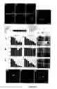 Fig. 09 - Mouse models for studying and treating hepatocellular and gastrointestinal tumors