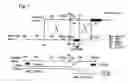 Fig. 02 - Knockout mouse