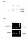 Fig. 03 - Knockout mouse