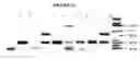 Fig. 15 - Plant polypeptides and polynucleotides encoding same