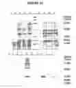 Fig. 17 - Plant polypeptides and polynucleotides encoding same