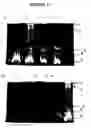 Fig. 18 - Plant polypeptides and polynucleotides encoding same