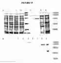 Fig. 20 - Plant polypeptides and polynucleotides encoding same