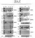Fig. 20 - MicroRNAs in plants