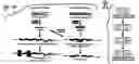Fig. 26 - MicroRNAs in plants