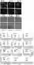 Fig. 27 - MicroRNAs in plants