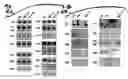 Fig. 28 - MicroRNAs in plants