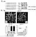 Fig. 29 - MicroRNAs in plants