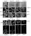 Fig. 30 - MicroRNAs in plants