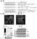 Fig. 31 - MicroRNAs in plants