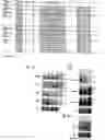 Fig. 34 - MicroRNAs in plants