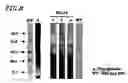 Fig. 09 - Plant cell having animal-type sugar chain adding function