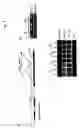 Fig. 08 - : interacts with and regulates CBF expression and freezing tolerance in 