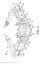 Fig. 09 - Anatomically fitted respiratory component belt