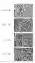 Fig. 08 - Copper molybdenum electroless deposition process and materials