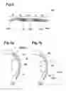 Fig. 09 - Method of manufacturing pneumatic tire