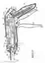 Fig. 16 - Curved cutter stapler with aligned tissue retention feature